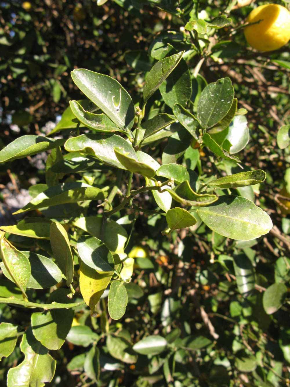           Sun leaves (Winter Haven, FL)   